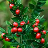 Butcher's broom plant with red berries