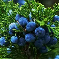 Juniper berries on a branch