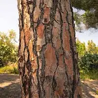 Pine bark texture